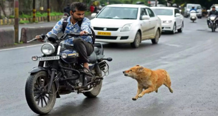 কুকুর