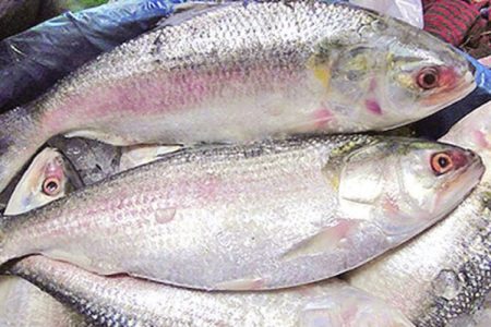 Hilsa