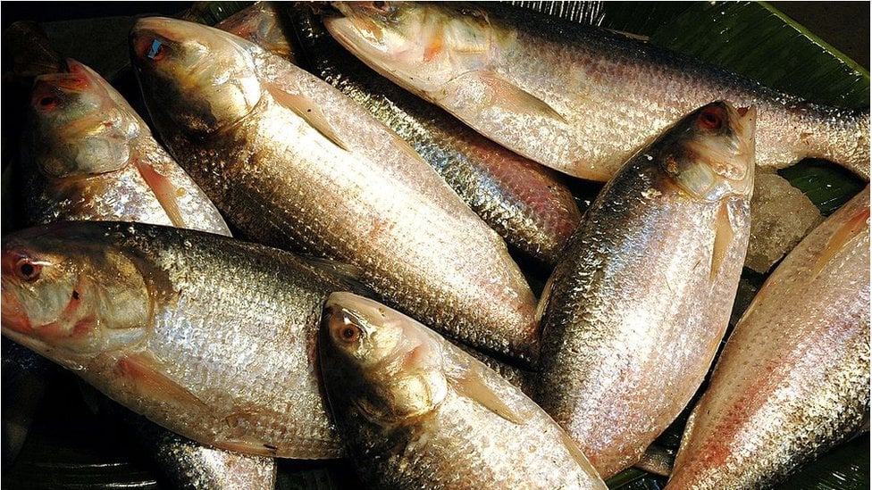 Hilsa