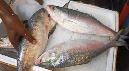 Ilish