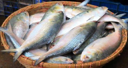 Ilish