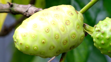 Noni Fruit