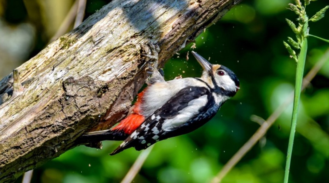 কাঠকুড়ালি