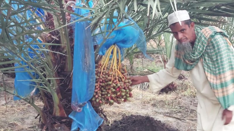 খেজুর চাষ