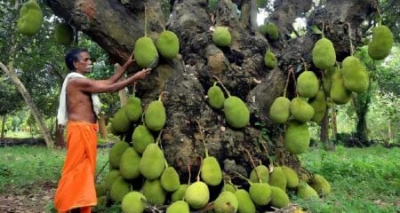 কাঁঠাল