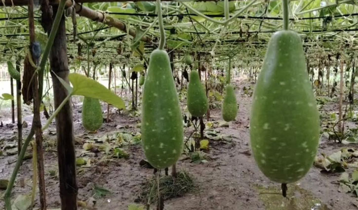 কালীগঞ্জে সোহাগের গ্রীষ্মকালীন লাউ চাষ, নজর কাড়ছে মানুষের-১