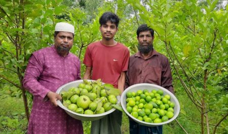 হবিগঞ্জ জেলার বাহুবল উপজেলার ভুলকোট গ্রামের বাসিন্দা কৃষক মো. সানু মিয়া। ৩০ শতক জমিতে উন্নত জাতের পেয়ারার সঙ্গে লেবু চাষ করে সাড়া ফেলেছেন তিনি। নিজ জমির পেয়ার এবং লেবু খেত থেকে সংগ্রহ করে বর্তমানে বাজারজাত করছেন এই কৃষক। বিষমুক্ত হওয়ায় স্থানীয়দের কাছে তার উৎপাদিত ফলের চাহিদা রয়েছে অনেক। বর্তমানে সানু মিয়াকে দেখে আরও অনেক কৃষক পেয়ারা ও লেবু চাষে আগ্রহী হয়ে উঠছেন। Google news জানা গেছে, সানু মিয়ার জমিতে ১০০ পেয়ারা ও ১০০ লেবু গাছ রয়েছে। জমিতে তিনি শুধুমাত্র গোবর ও কিছু পরিমাণে সার প্রয়োগ করেছেন। এ কাজে তার খরচ হয়েছে প্রায় ৩০ হাজার টাকা। এ বছর পেয়ারা ও লেবু বিক্রি করে লাখ টাকা লাভের আশা করছেন তিনি। কৃষক মো. সানু মিয়া বলেন, ‘উপজেলার দ্বিমুড়া কৃষি ব্লকের উপ-সহকারী কৃষি অফিসার মো. শামিমুল হক শামীমের সার্বিক সহযোগিতায় আমি গত বছর উন্নত জাতের ১০০ পেয়ারা ও ১০০ লেবুর চারা সংগ্রহ করি। জমি প্রস্তুত করে রোপণ করি চারাগুলো। কয়েক মাস পরেই প্রতিটি গাছে ফল আসতে শুরু করে। এখানে উৎপাদিত পেয়ারা ও লেবু বাহুবল ও মিরপুরসহ বিভিন্ন স্থানে বিক্রি করা হচ্ছে।’ উপজেলার দ্বিমুড়া কৃষি ব্লকের উপ-সহকারী কৃষি অফিসার মো. শামিমুল হক শামীম বলেন, ‌‌‘কৃষক মো. সানু মিয়া বারো মাস ফসল চাষ করেন। তিনি আমার কাছ থেকে বিভিন্ন পরামর্শ নিয়ে থাকেন। আমি তাকে পরামর্শ দিয়েছি পেয়ারা ও লেবু চাষের। তিনি পরামর্শ অনুযায়ী প্রায় ৩০ শতক জমিতে উন্নত জাতের পেয়ারা ও লেবু একসঙ্গে চাষ করেন। তার জমিতে ভালো ফলন হয়েছে। তিনি ইতোমধ্যে লেবু ও পেয়ারা বিক্রি করে লাভাবান হচ্ছেন।’ উপজেলা কৃষি কর্মকর্তা সাজ্জাদ হোসেন মজুমদার বলেন, ‘জমি পতিত না রাখতে আমরা কৃষকদেরকে বাড়ি বাড়ি গিয়ে পরামর্শ দিচ্ছি। কৃষকরা আমাদের পরামর্শ শুনে পতিত জমিতে নানা ধরনের ফসল আবাদের মাধ্যমে আর্থিকভাবে লাভবান হচ্ছেন।’ তিনি আরও বলেন, ‘কৃষক সানু মিয়া জমি প্রস্তুত করে একসঙ্গে পেয়ারা ও লেবু চাষ করে সফল হয়েছেন। লেবু ও পেয়ারার রয়েছে পুষ্টিগুণ। তাই এসব ফল চাষে কৃষকদের এগিয়ে আসা প্রয়োজন।’