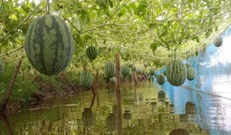 ঘেরের আইলে অসময়ে তরমুজ চাষ