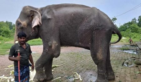 নির্যাতনের শিকার সেই হাতিটির জায়গা হলো গাজীপুর সাফারি পার্কে