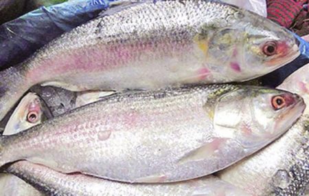 Hilsa