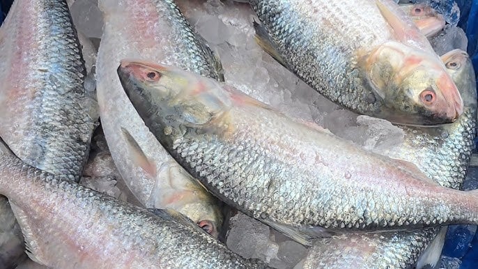 Hilsa