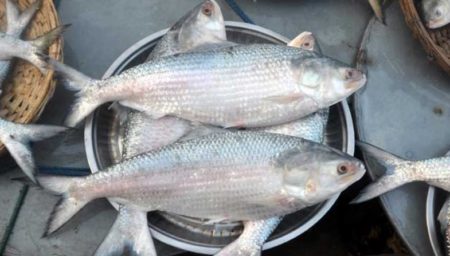 Hilsa