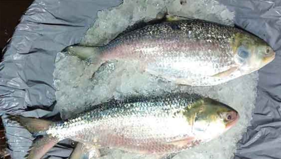 Hilsa