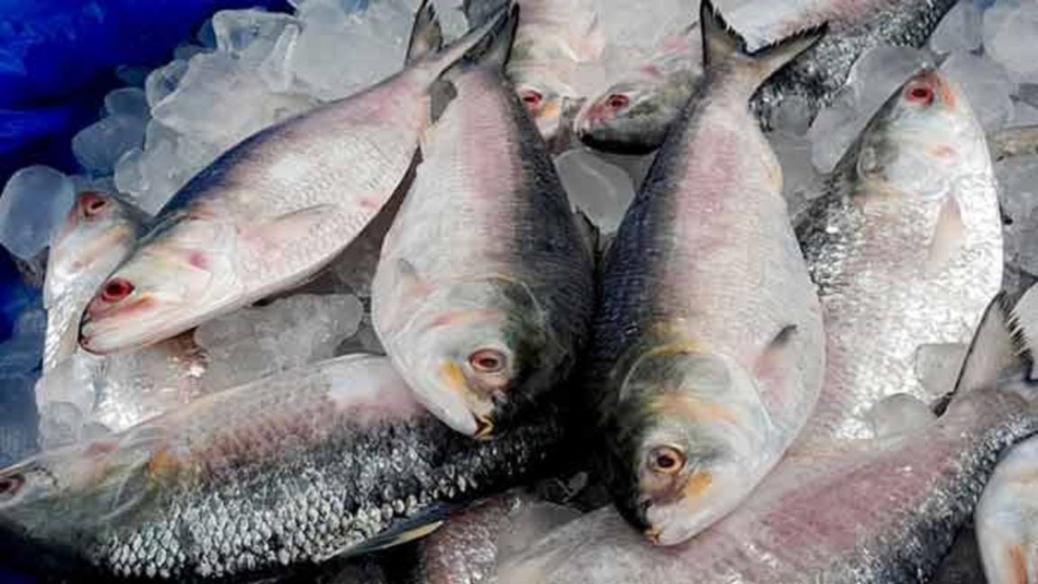 Ilish