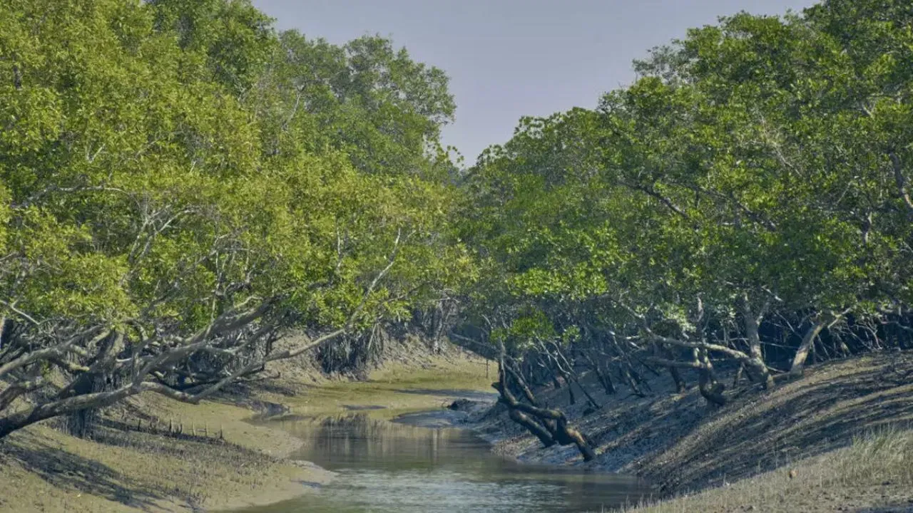 Sundarban