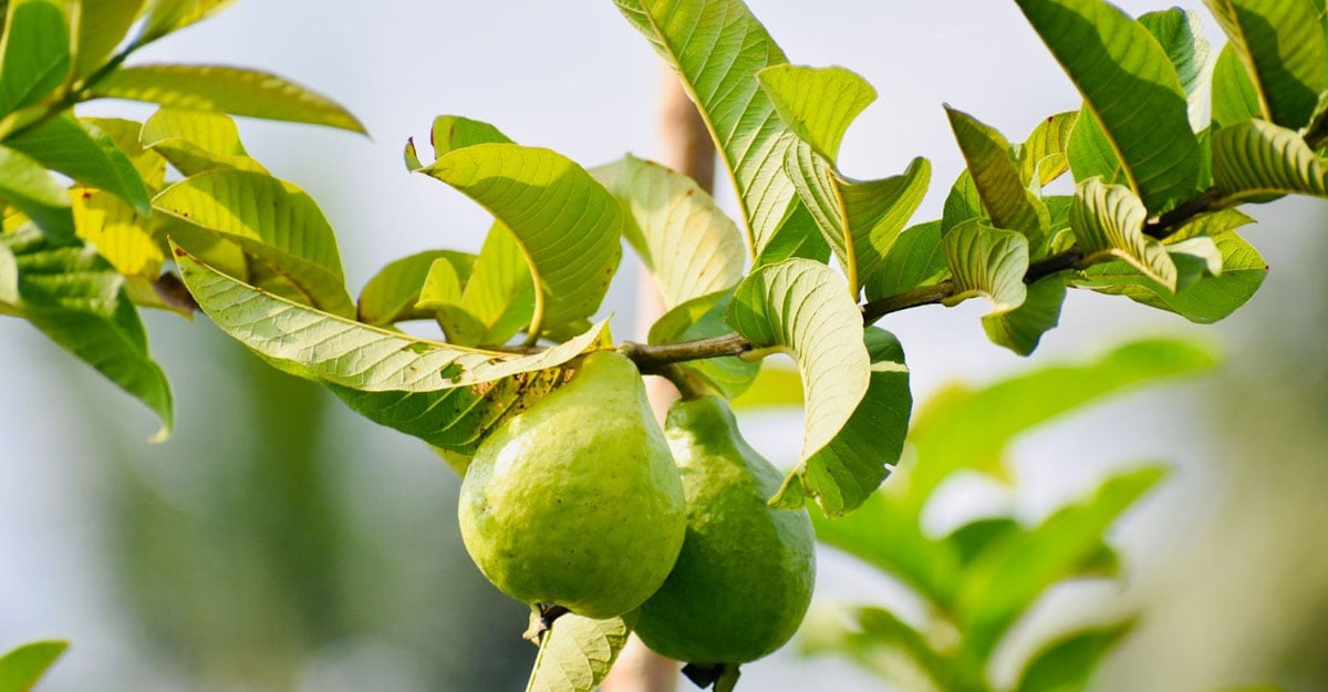 পেয়ারা পাতা