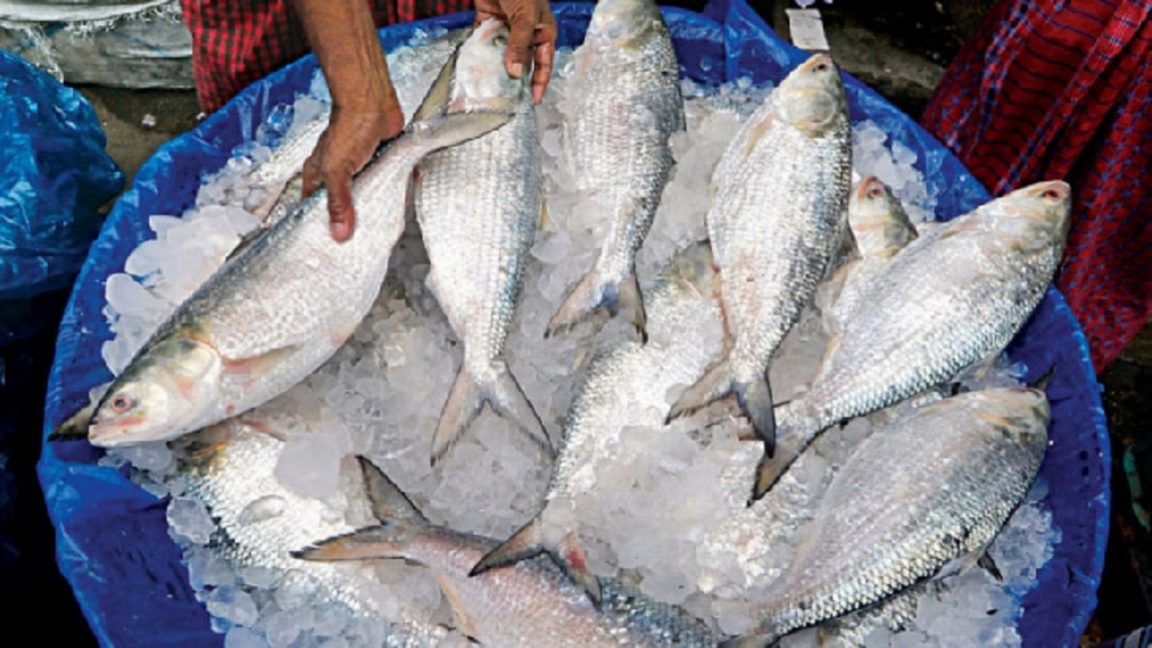 hilsa