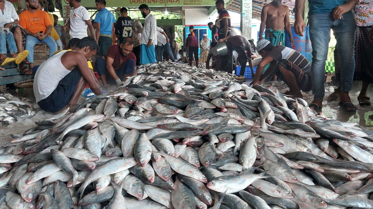 এক জালেই ধরা পড়ল ১০২ মণ ইলিশ