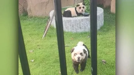 panda