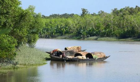 sundarbon