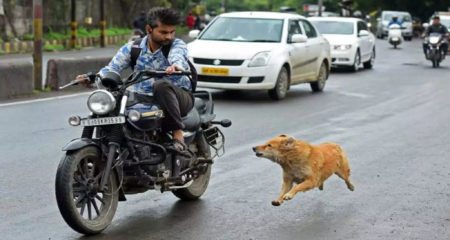 কুকুর