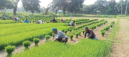 বন্যায় ক্ষতিগ্রস্ত ৪শতাধীত কৃষক পেল বিনার আমন ধানের চারা (2)