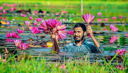 শাপলায় চলে জীবিকা!