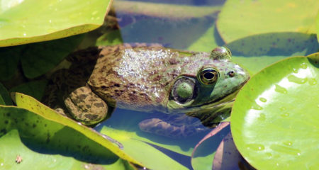 American bullfrog