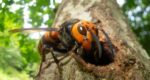 Asian giant hornet