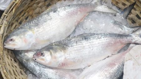 Hilsa