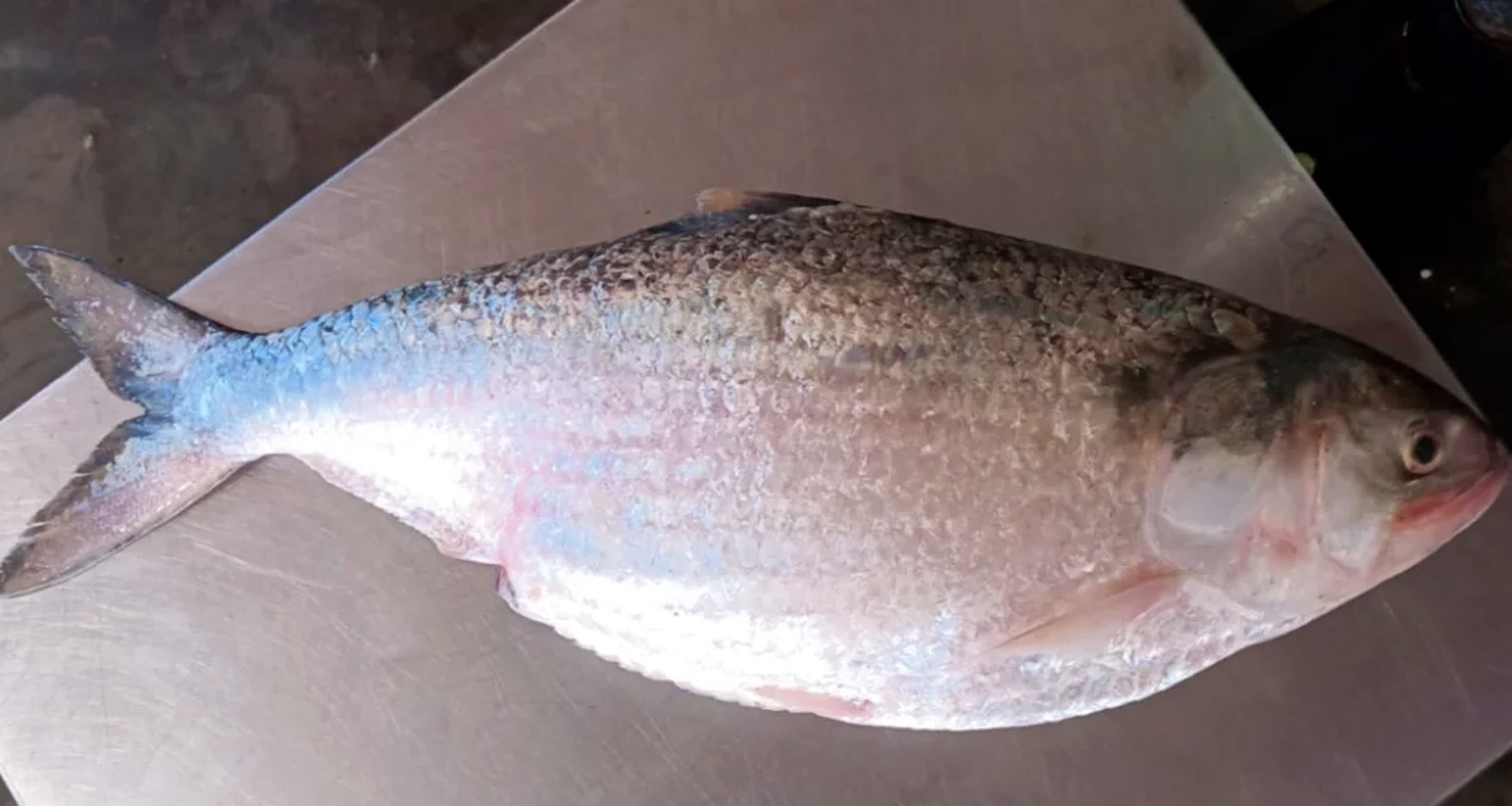 Ilish