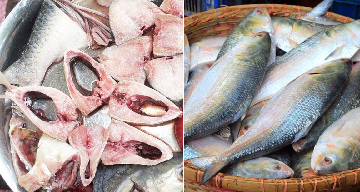 Ilish Fish