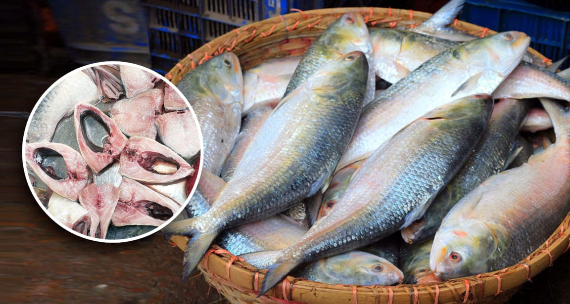 Ilish-Fish