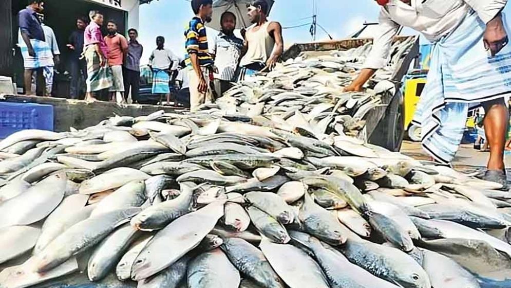 Ilish-india