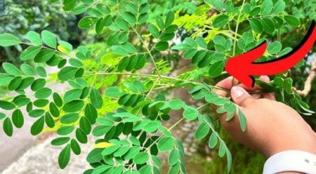 Moringa leaves