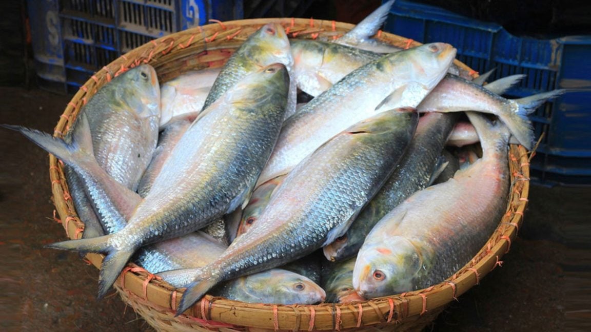 hilsa fish