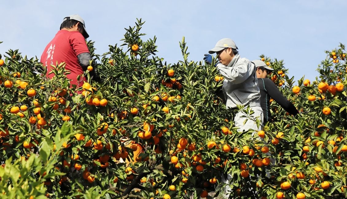 orange garden worker