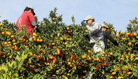 orange garden worker