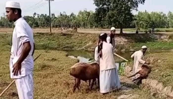 শেরপুরে দোজা পীরের দরবারে ফের হামলা, গরু-মহিষ-ছাগলসহ সব লুট