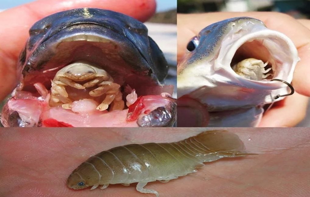 Cymothoa exigua