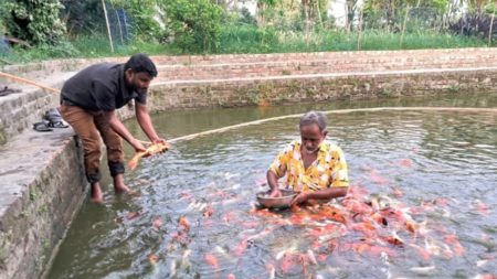 colorful fish farm