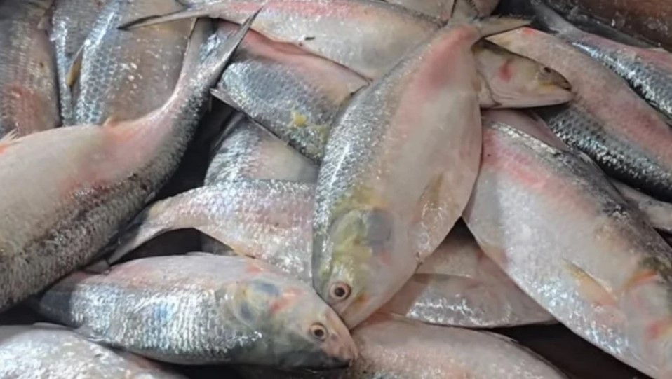 Hilsa