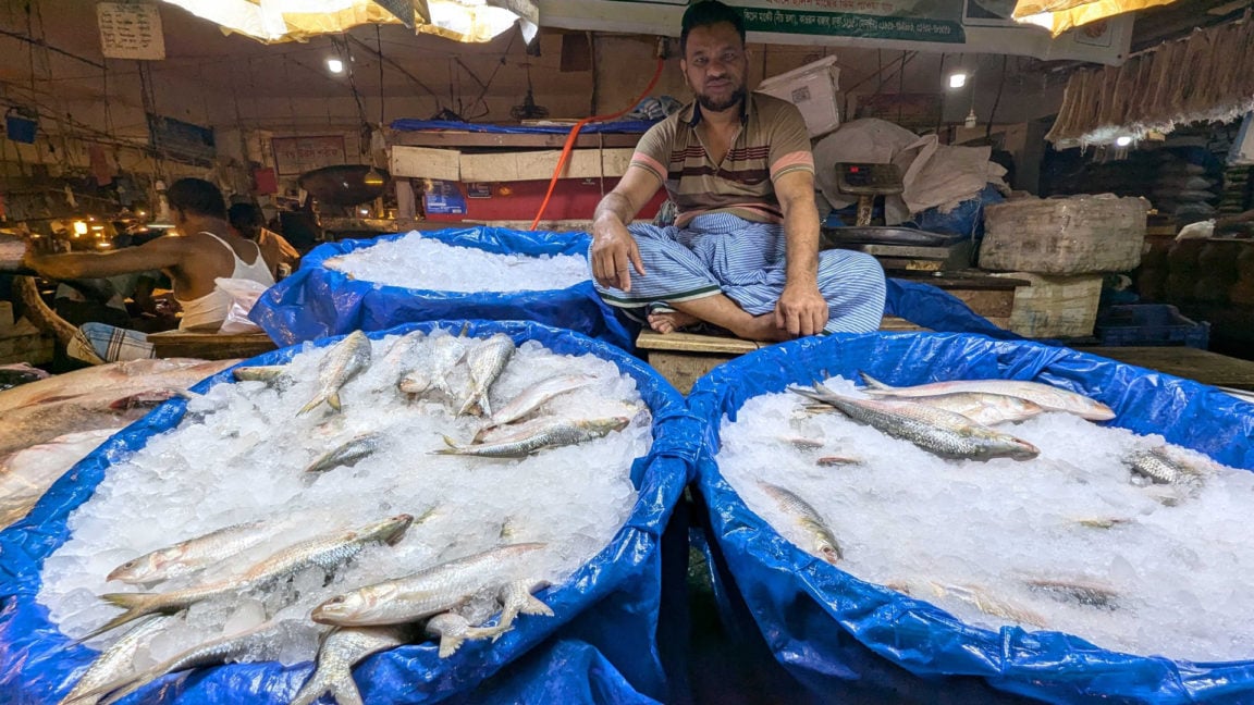 Hilsa