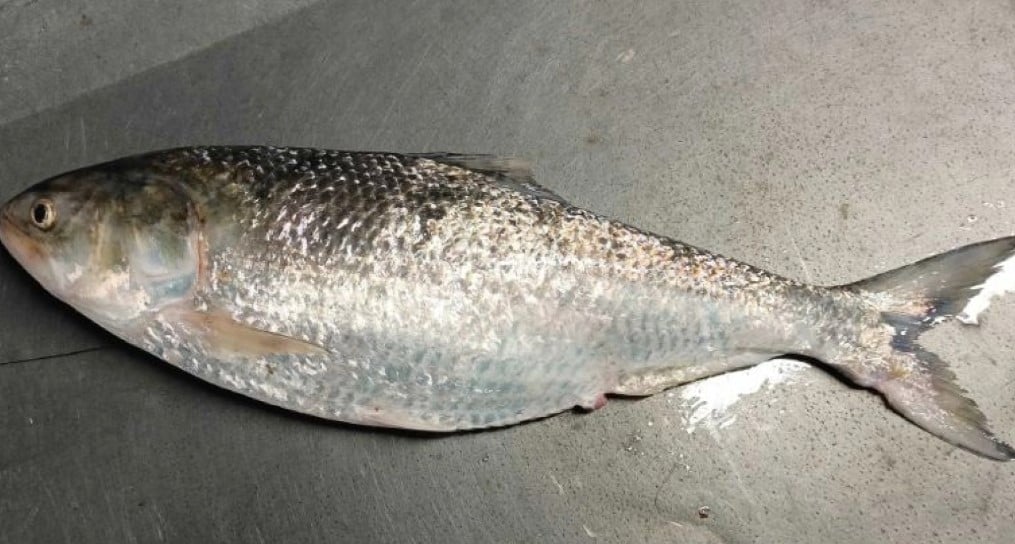 Hilsa