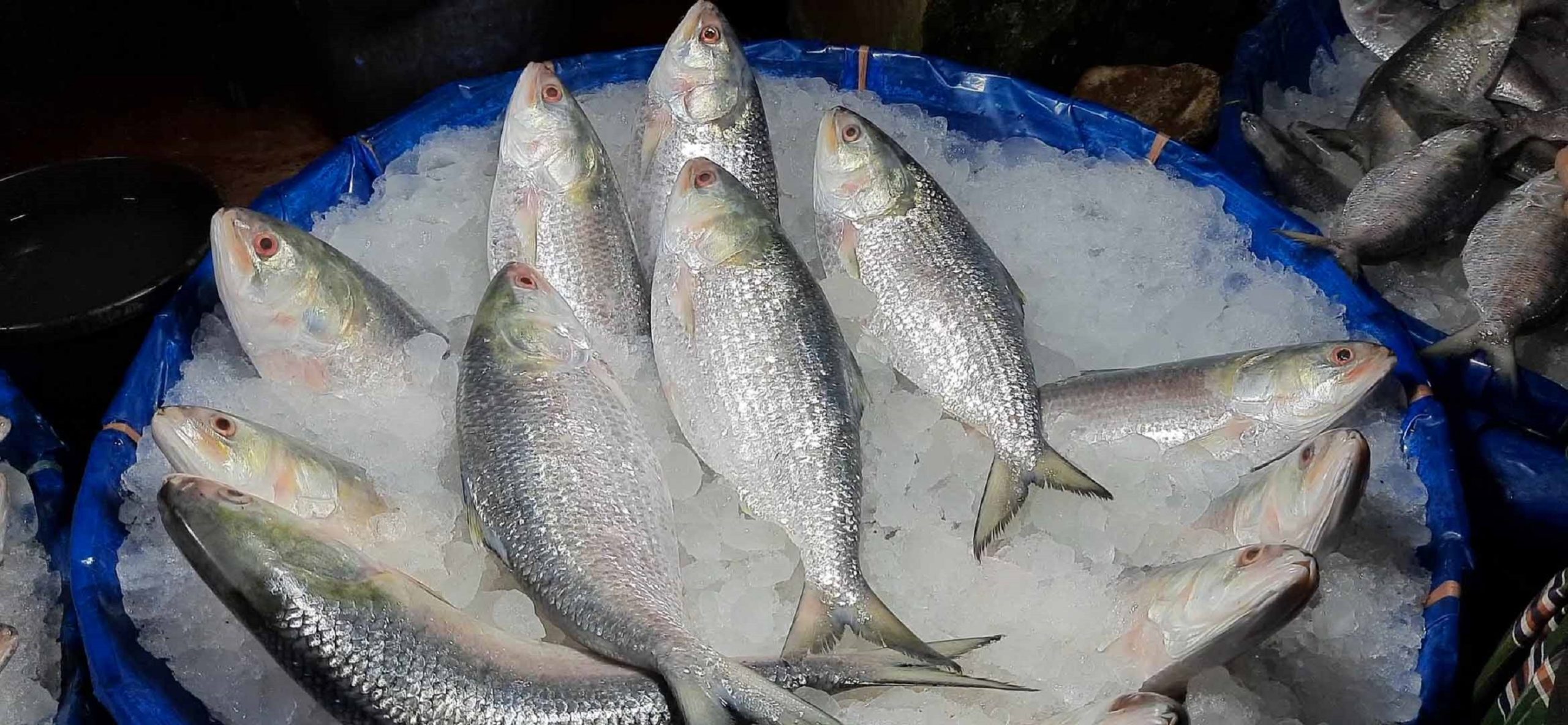 Ilish