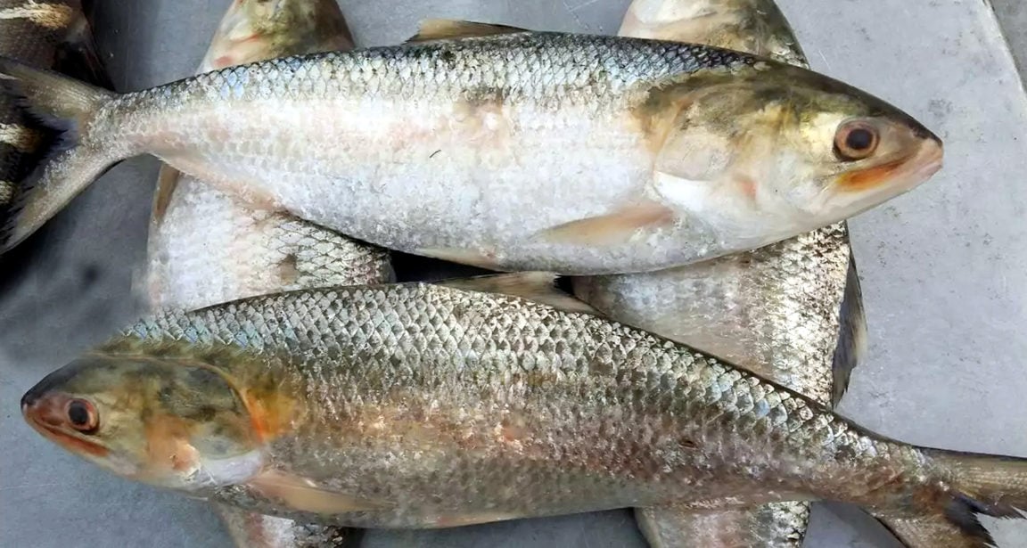 Ilish