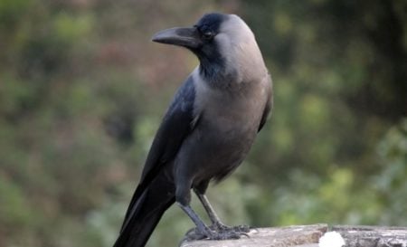 crow