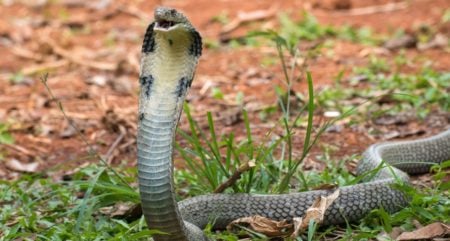 kingcobra