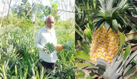 pineapple cultivation