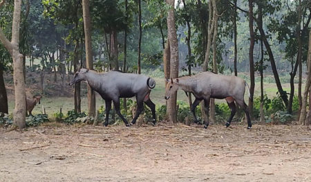 গাজীপুরের সাফারি পার্কে নীলগাই পরিবারে নতুন অতিথি